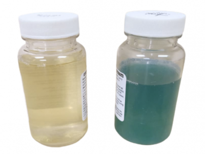 Coliform Bacteria Testing: Why, How, and When