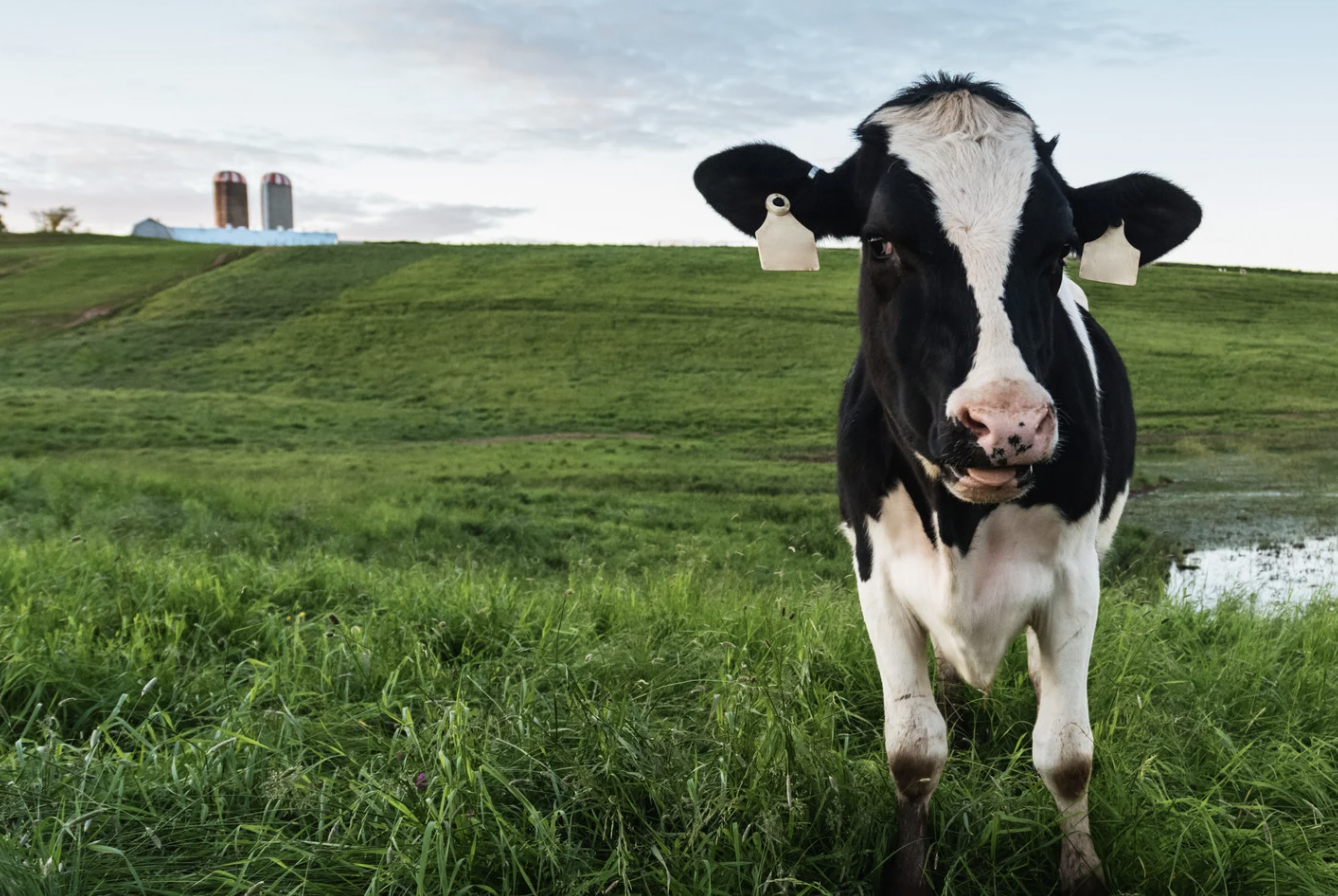 Dairy cow, agriculture, industrial run off, bacteria
