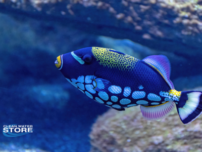 Is Tap Water Safe for Fish? How Catalytic Carbon Filters Make It Aquarium-Ready