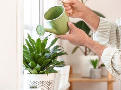 Is City Tap Water Safe for Your Houseplants? Everything You Should Know