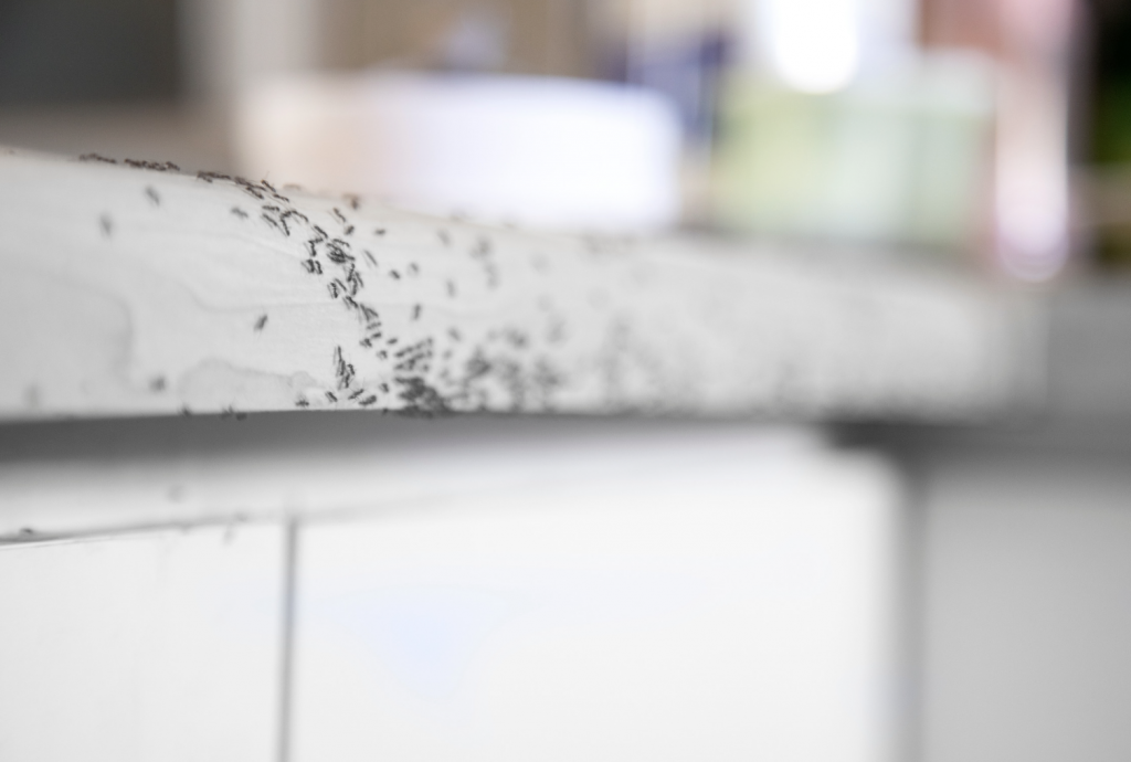 Insects like ants and earwigs could get into homes and well water pressure switches and cause problems.