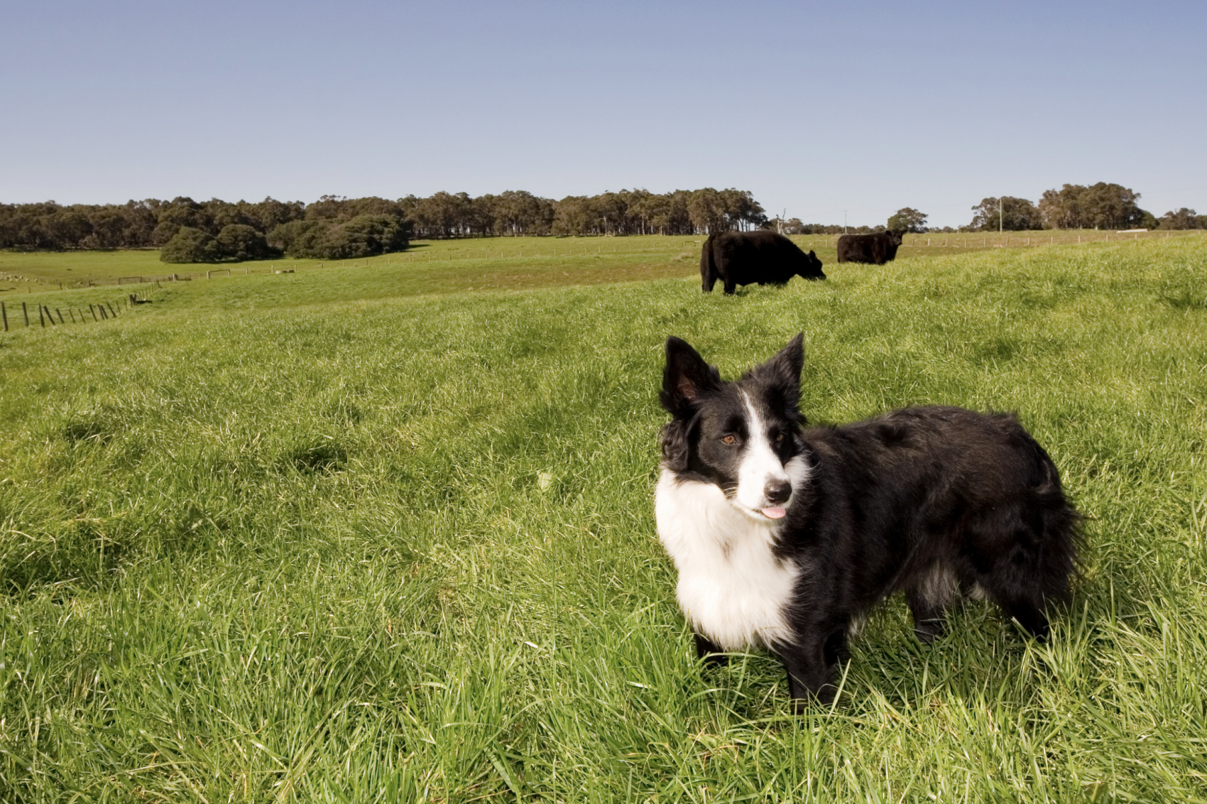 Farm dog and cows on large rural property with well water concerns