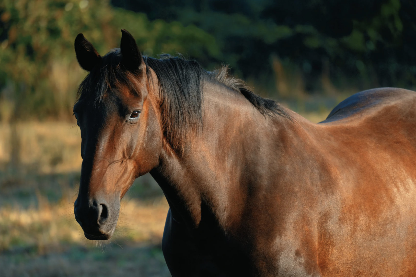 Horse properties benefit from good well water quality