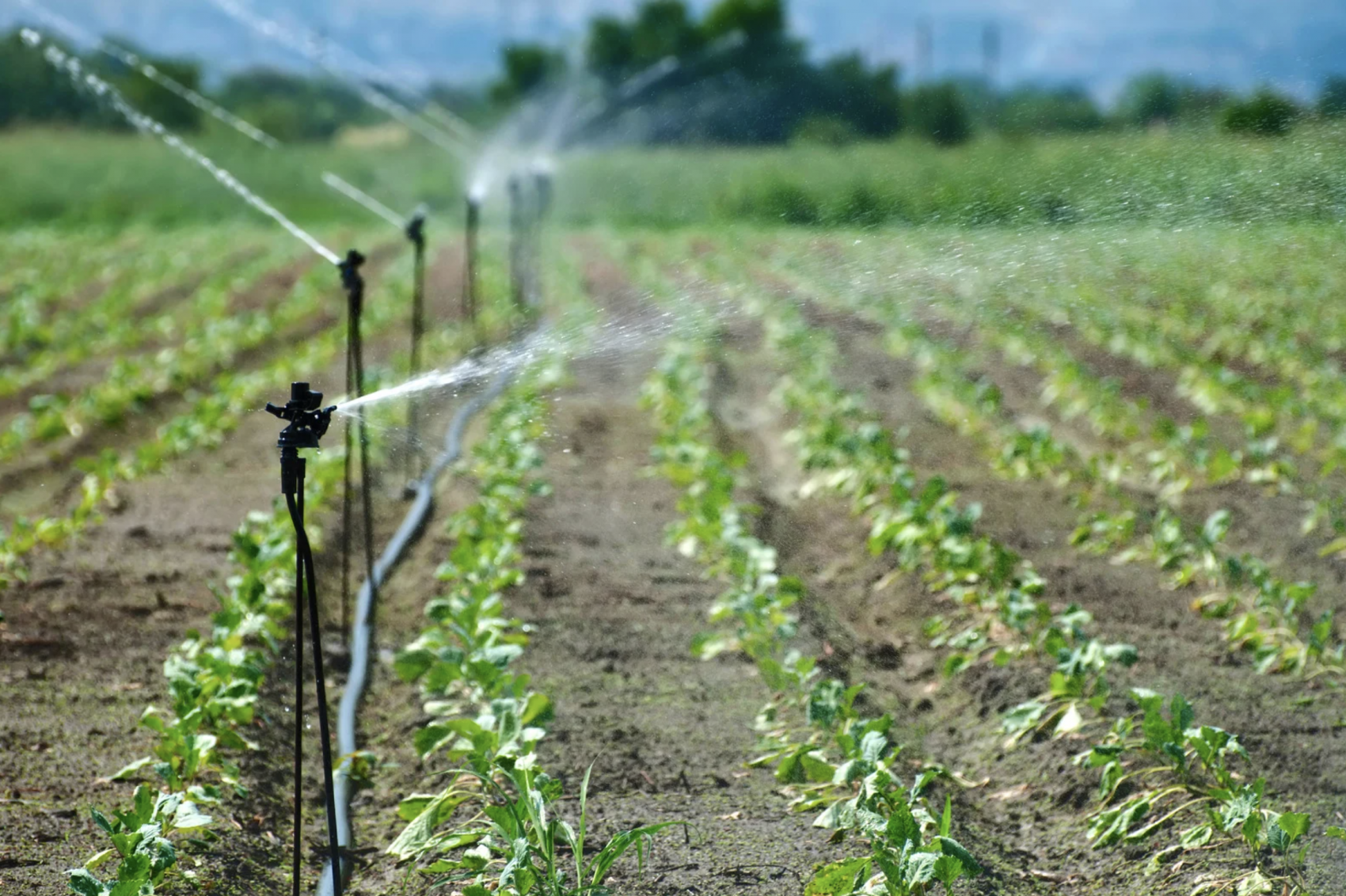 Water quality for food growing irrigation