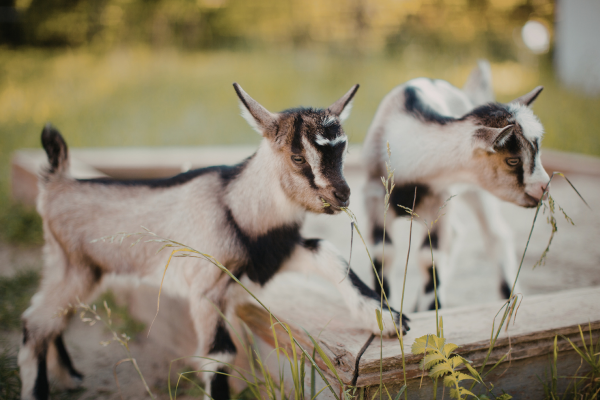 If you have livestock on well water, be sure to test your water every year. Well water quality could change over the years and cause your animals to get sick. 