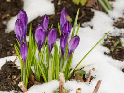 Does Spring Runoff Actually Affect My Drinking Water?