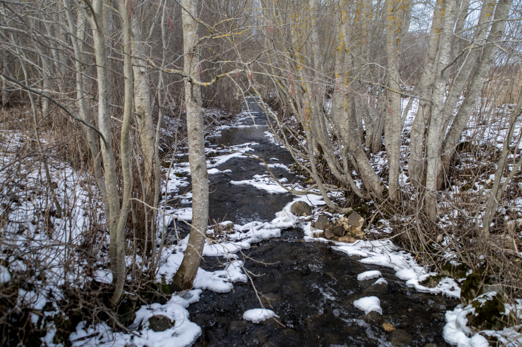 Trees along a river with snow melting
