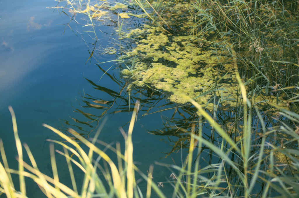 Warm summer water creates algae blooms