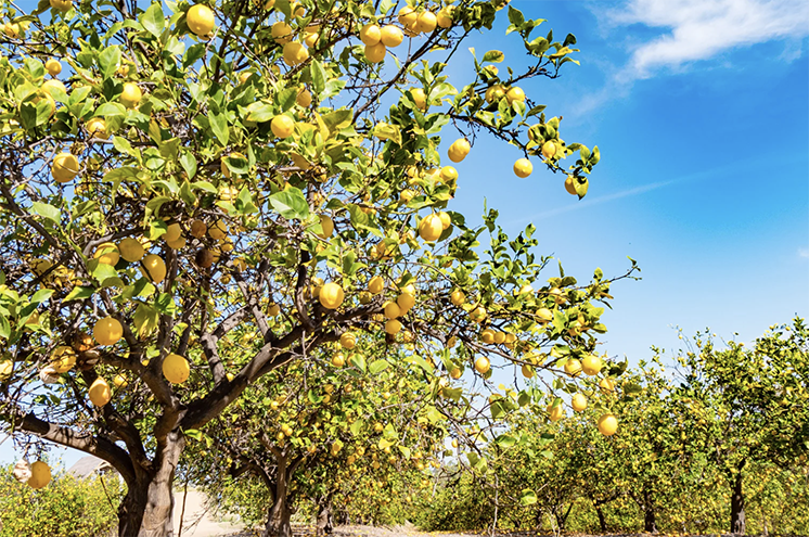 Lemon and fruit trees need extra care, including checking water quality when irrigating.