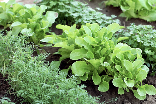 Nice garden vegetables require good quality water to grow well.