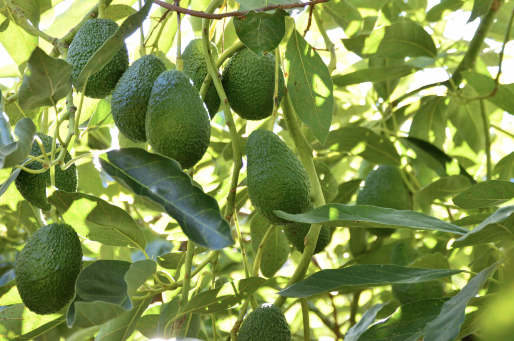 Avocado crops and citrus groves are sensitive to boron in well water.
