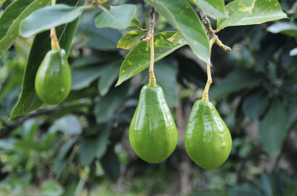 Some crops are sensitive to water quality.