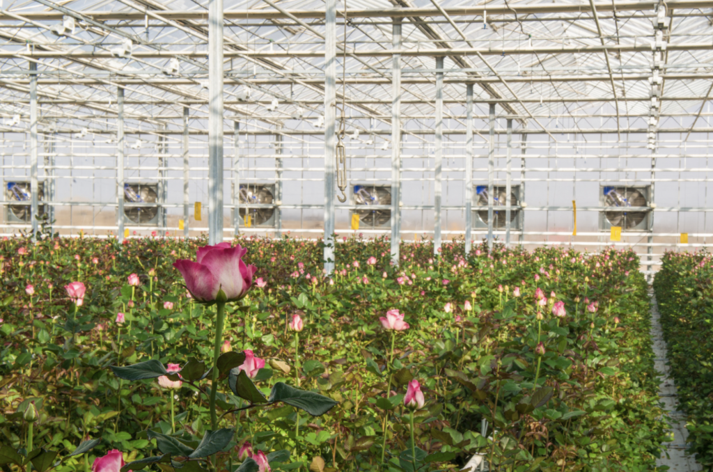 Industrial and Commercial use of Reverse Osmosis for Flowers