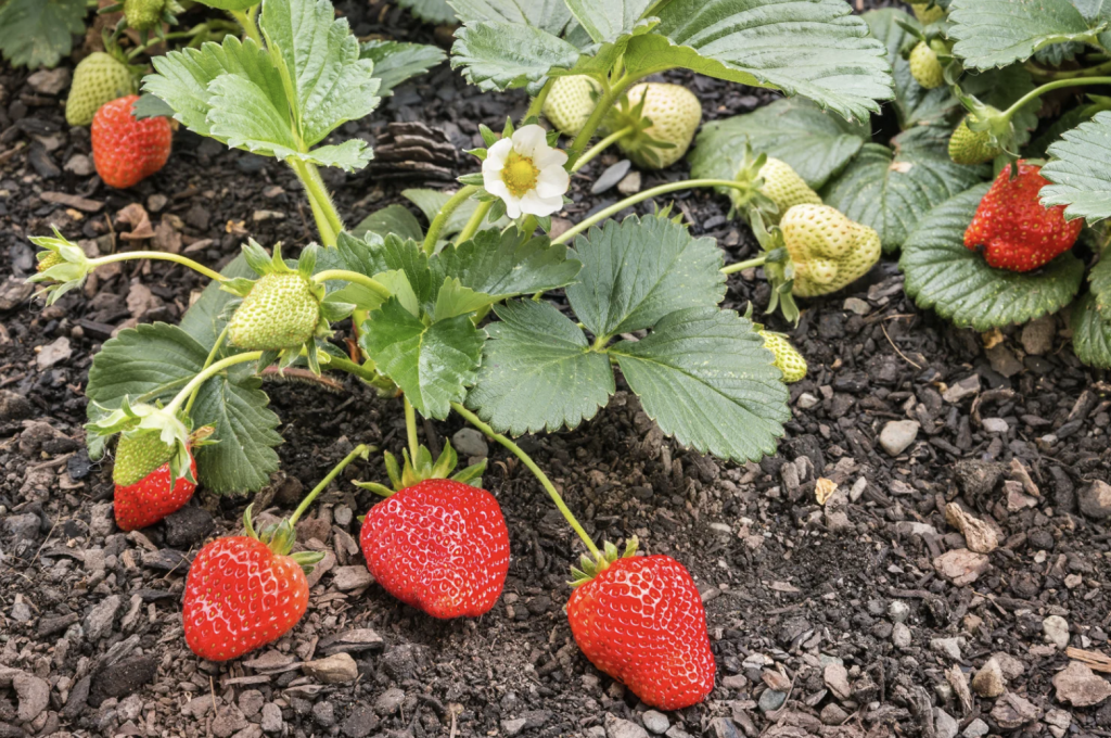 Strawberries growing, with well water and irrigation.