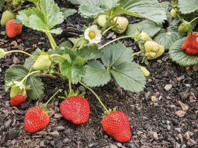 Boron in Well Water: Is It Killing Your Plants?
