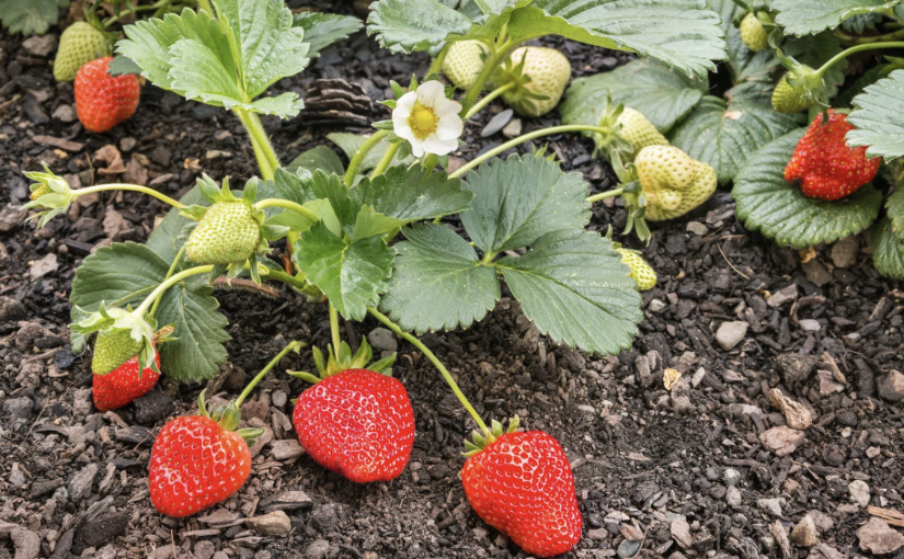 Boron in Well Water: Is It Killing Your Plants?