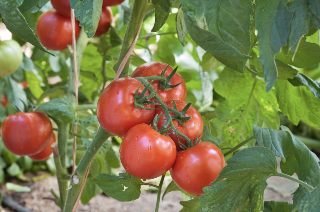 Tomato crop using well water irrigation